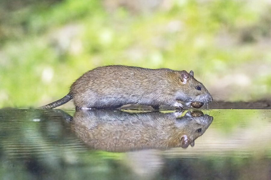 Dedetização de Camundongos — Atendimento 24h — Dedetizadora KL